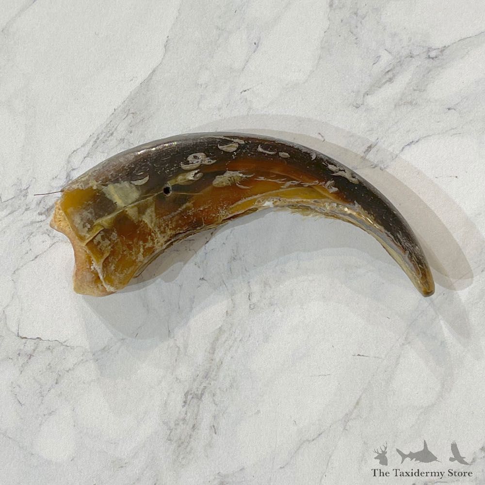 Grizzly Bear Claw For Sale #24886 - The Taxidermy Store