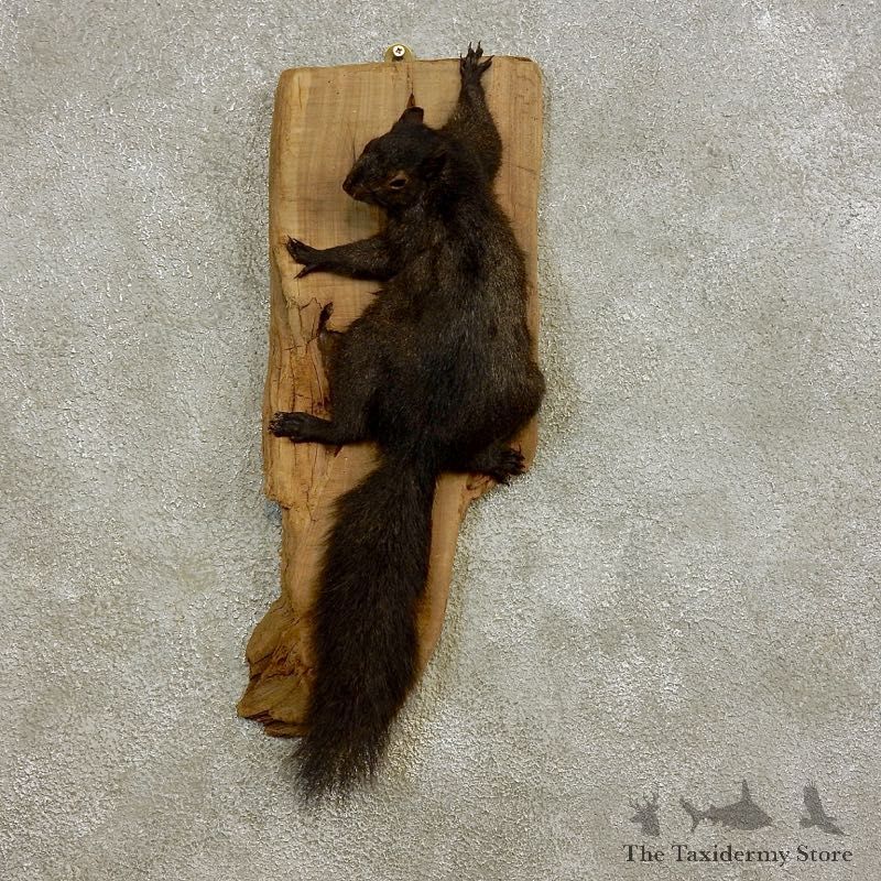 Black Squirrel Life-Size Mount For Sale #17233 @ The Taxidermy Store