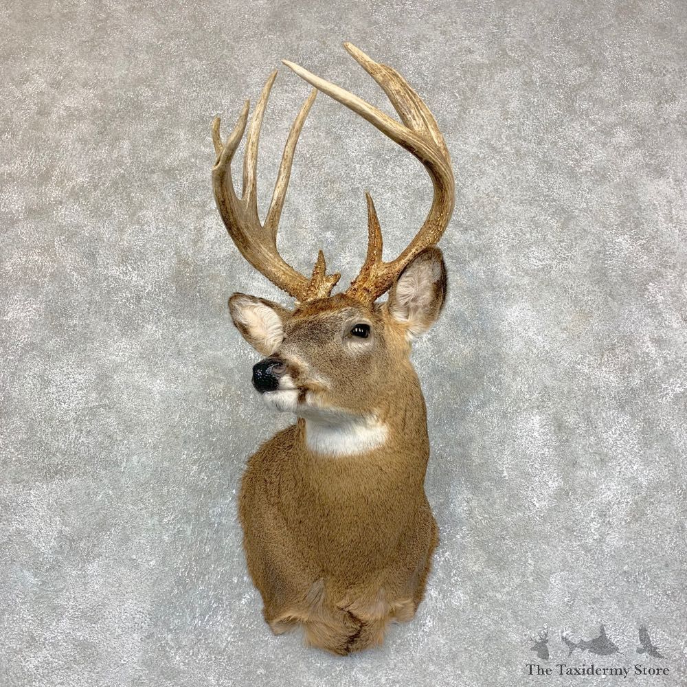 Whitetail Deer Shoulder Mount #21747 For Sale - The Taxidermy Store