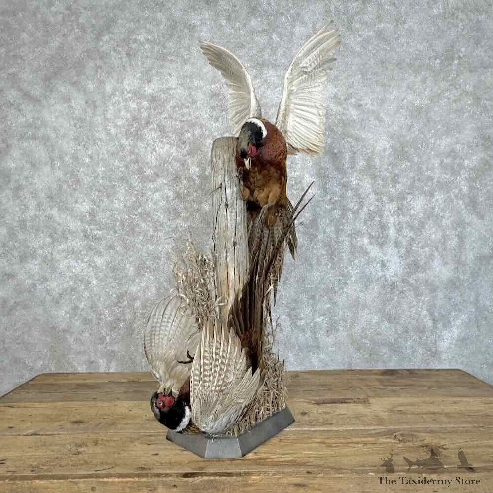 Ringneck Pheasant Pair Bird Mount For Sale #31083 @ The Taxidermy Store