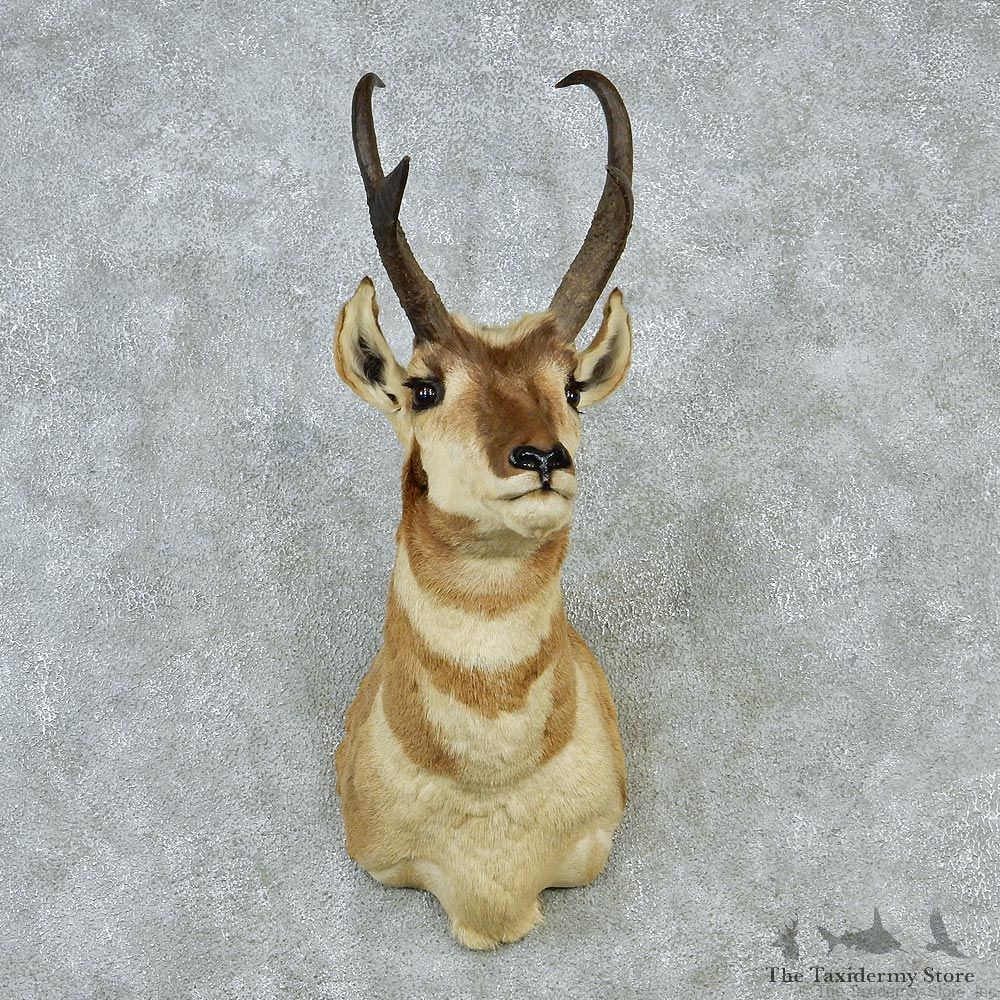 Pronghorn Taxidermy Head Mount #12855 For Sale @ The Taxidermy Store.jpg
