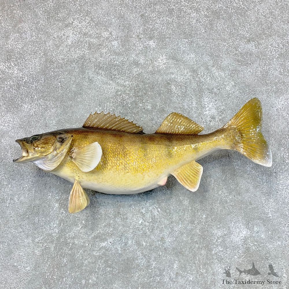 Walleye Taxidermy Mount For Sale #22489 @ The Taxidermy Store