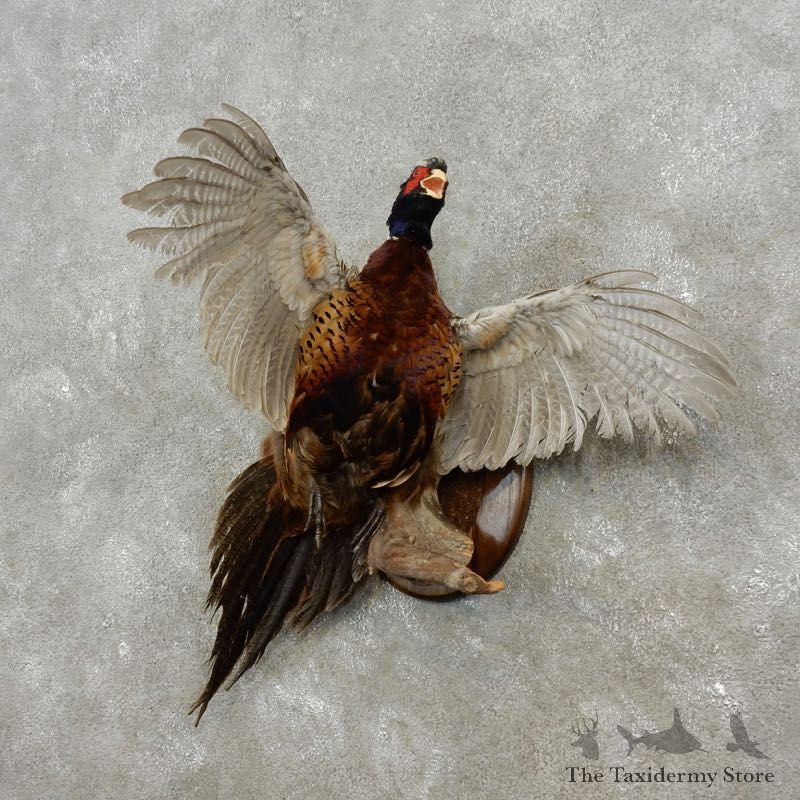 Ringneck Pheasant Bird Mount For Sale #17373 @ The Taxidermy Store