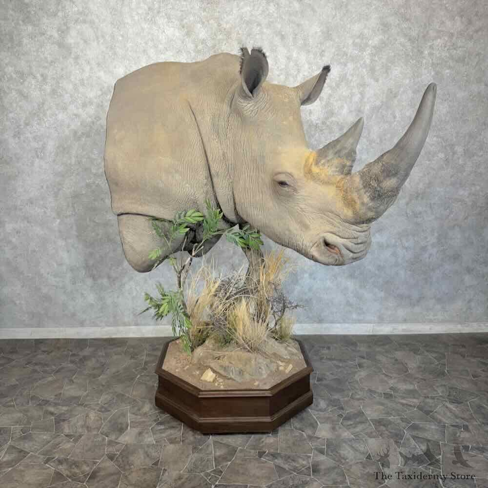 African Rhinoceros Replica Pedestal Mount For Sale #31508 @ The Taxidermy Store