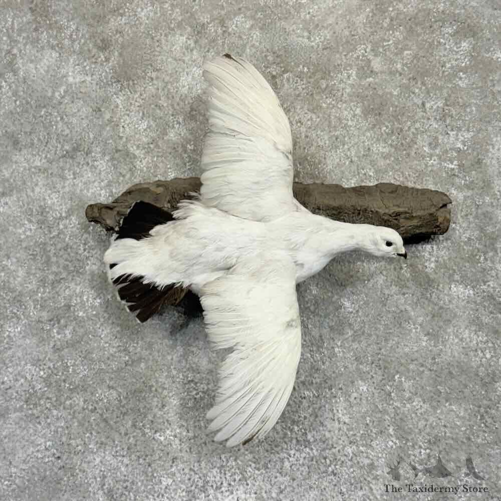 Willow Ptarmigan Mount For Sale #31359 @ The Taxidermy Store