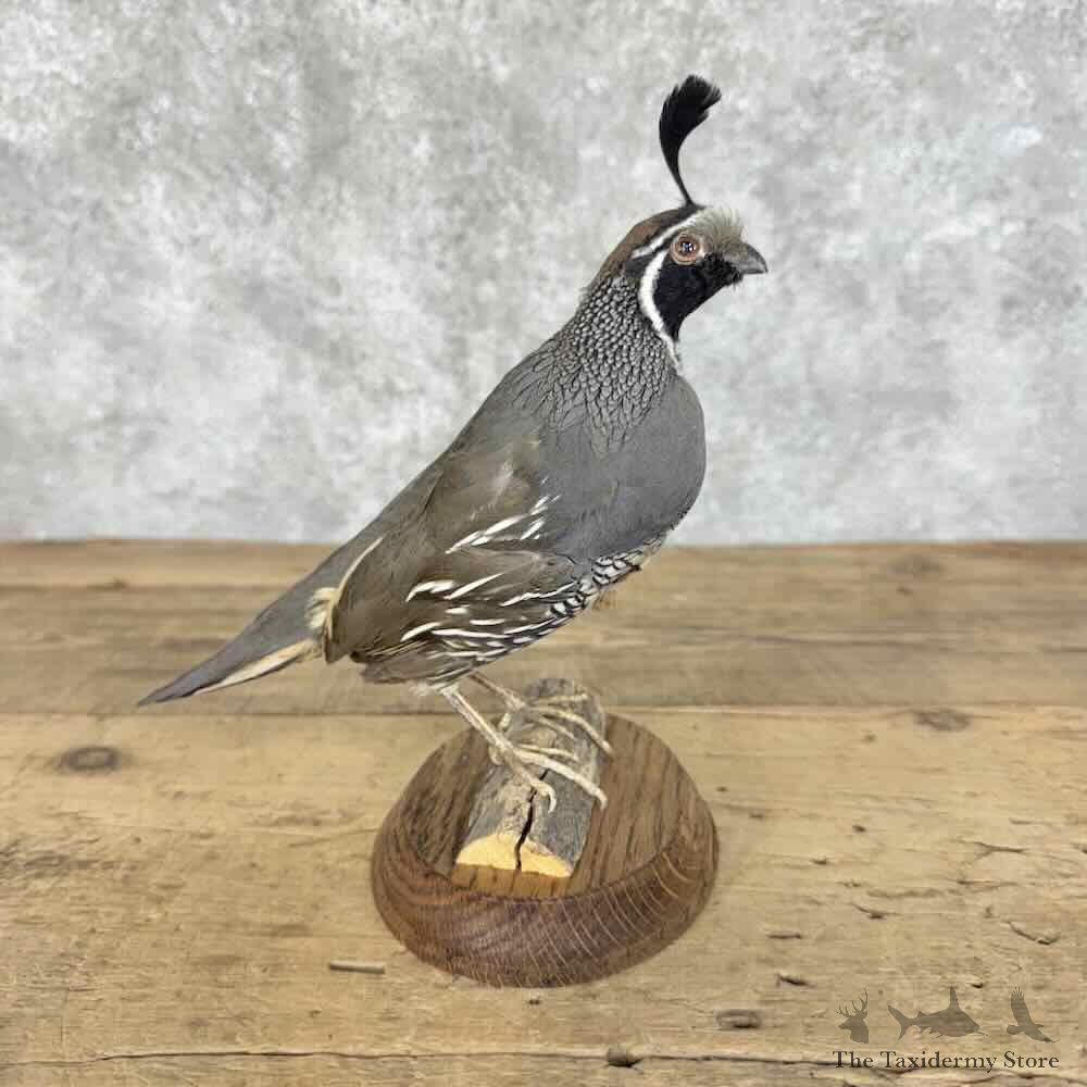 California Quail Bird Mount For Sale #31106 @ The Taxidermy Store