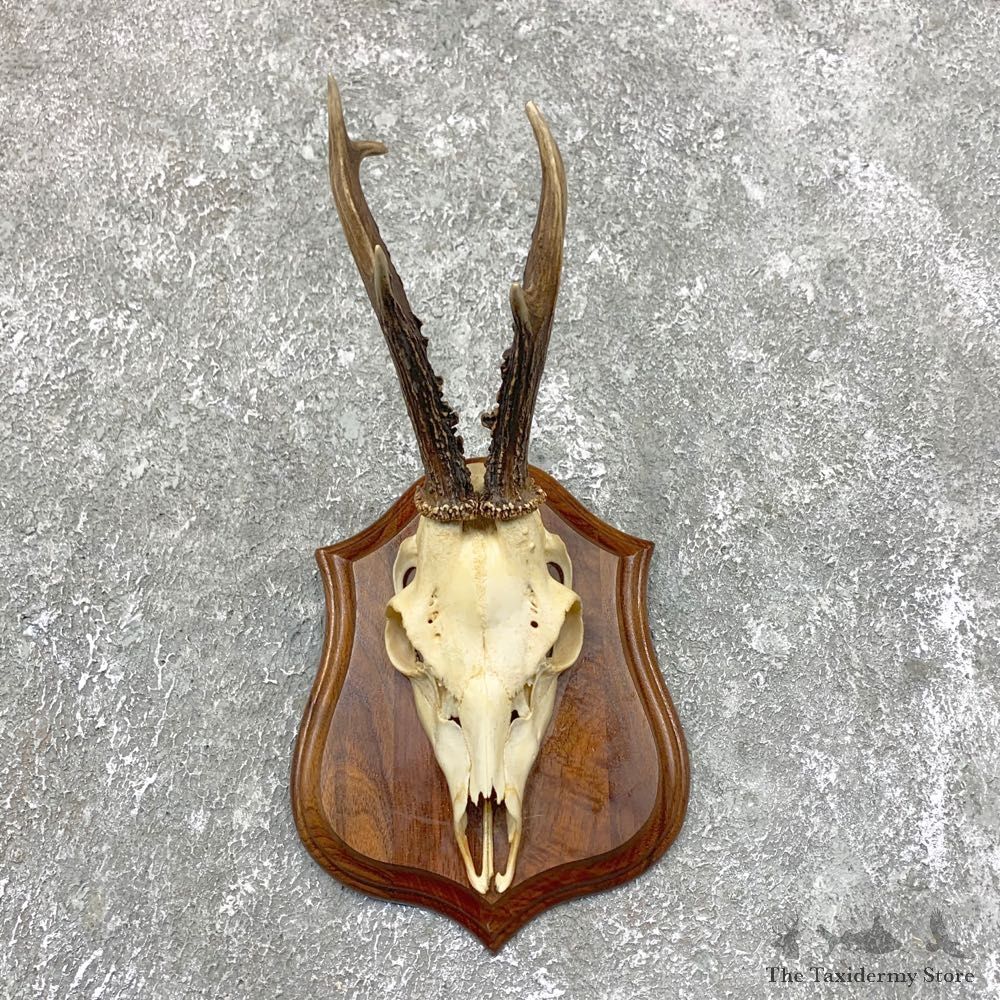 Roe Deer Skull Plaque Mount For Sale #23843 @ The Taxidermy Store