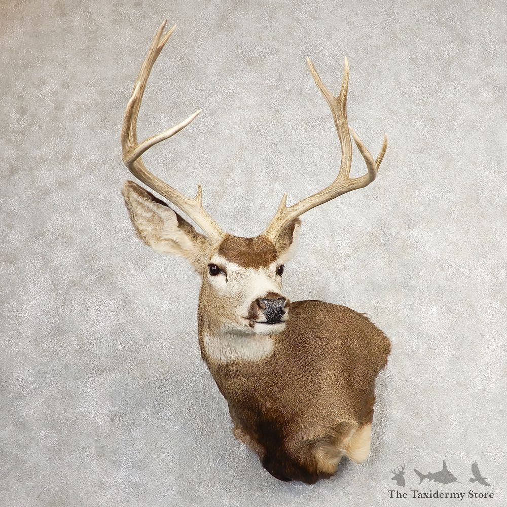Mule Deer Shoulder Mount For Sale #21075 @ The Taxidermy Store