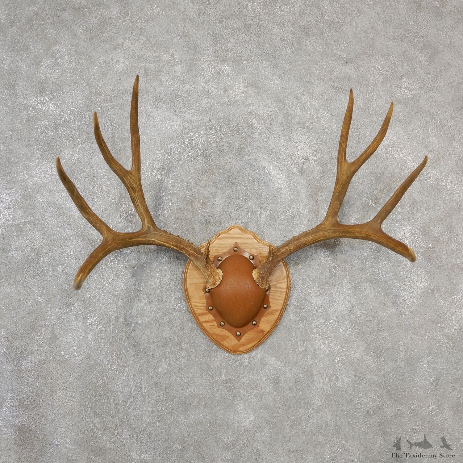 Mule Deer Taxidermy Antler Plaque #19130 For Sale @ The Taxidermy Store