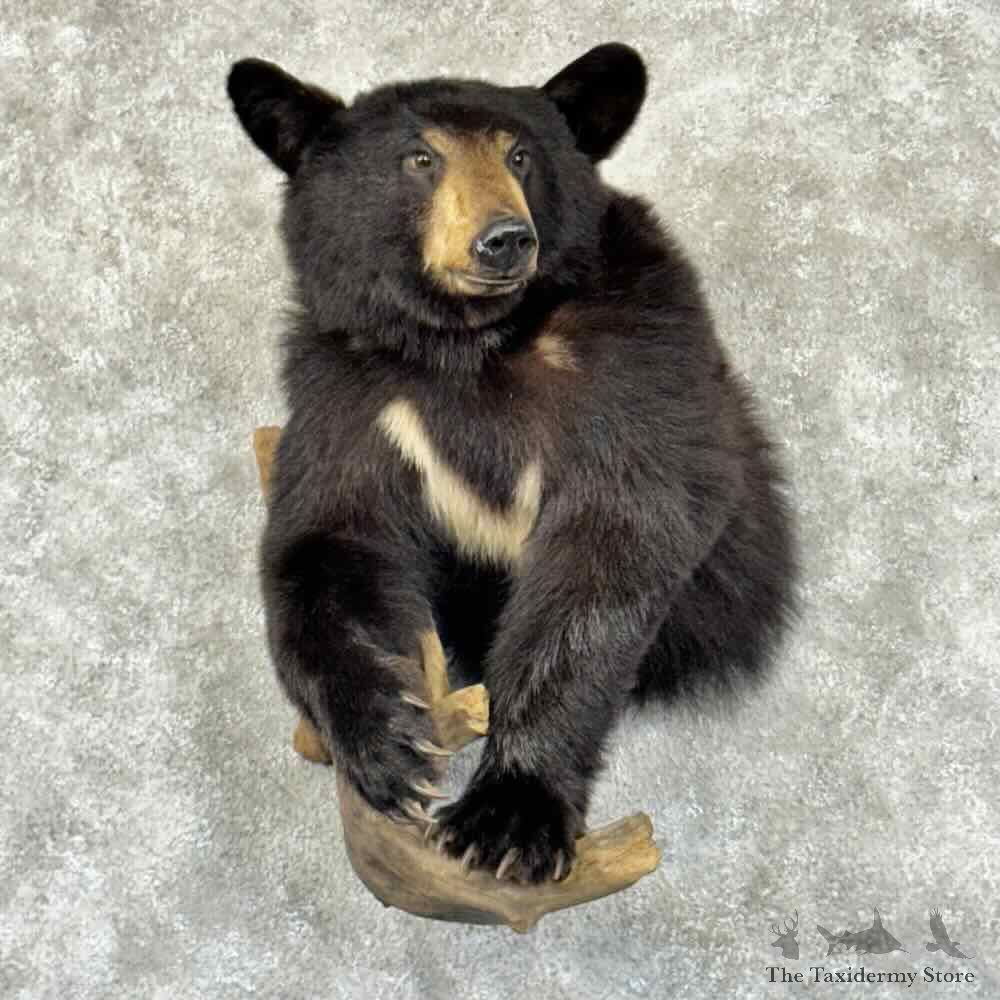 Black Bear Half-Life-Size Mount For Sale #30870 @ The Taxidermy Store