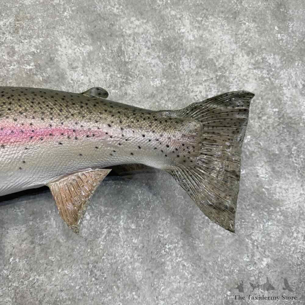 Rainbow Trout Fish Mount For Sale #30989 @ The Taxidermy Store
