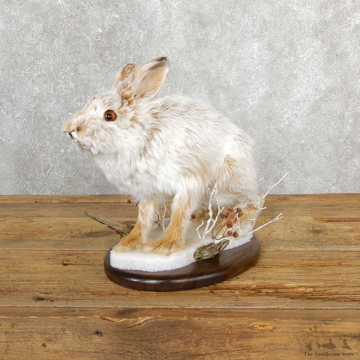 Snowshoe Hare Rabbit Mount #19701 For Sale @ The Taxidermy Store