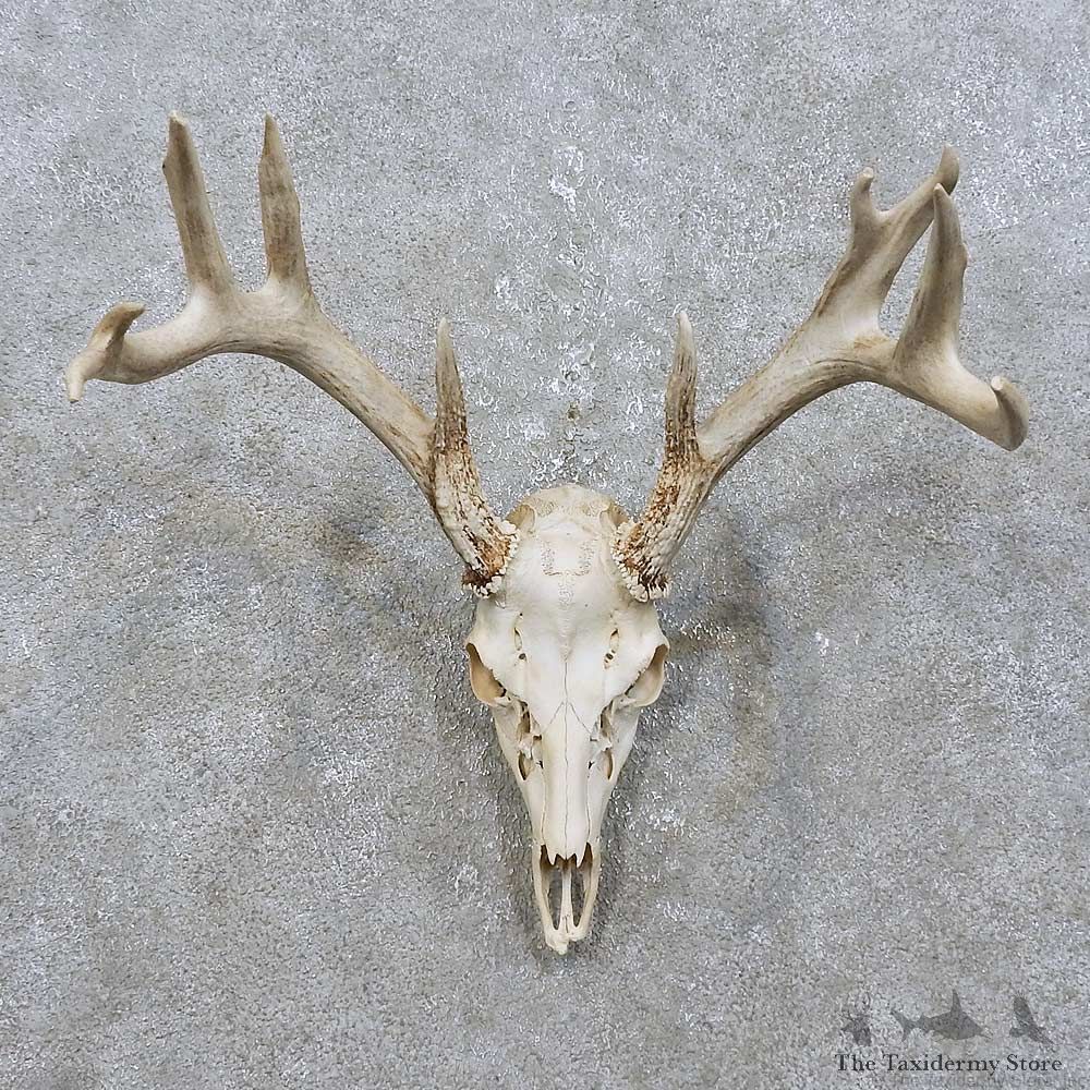 Whitetail Deer Skull European Mount For Sale #15821 @ The Taxidermy Store