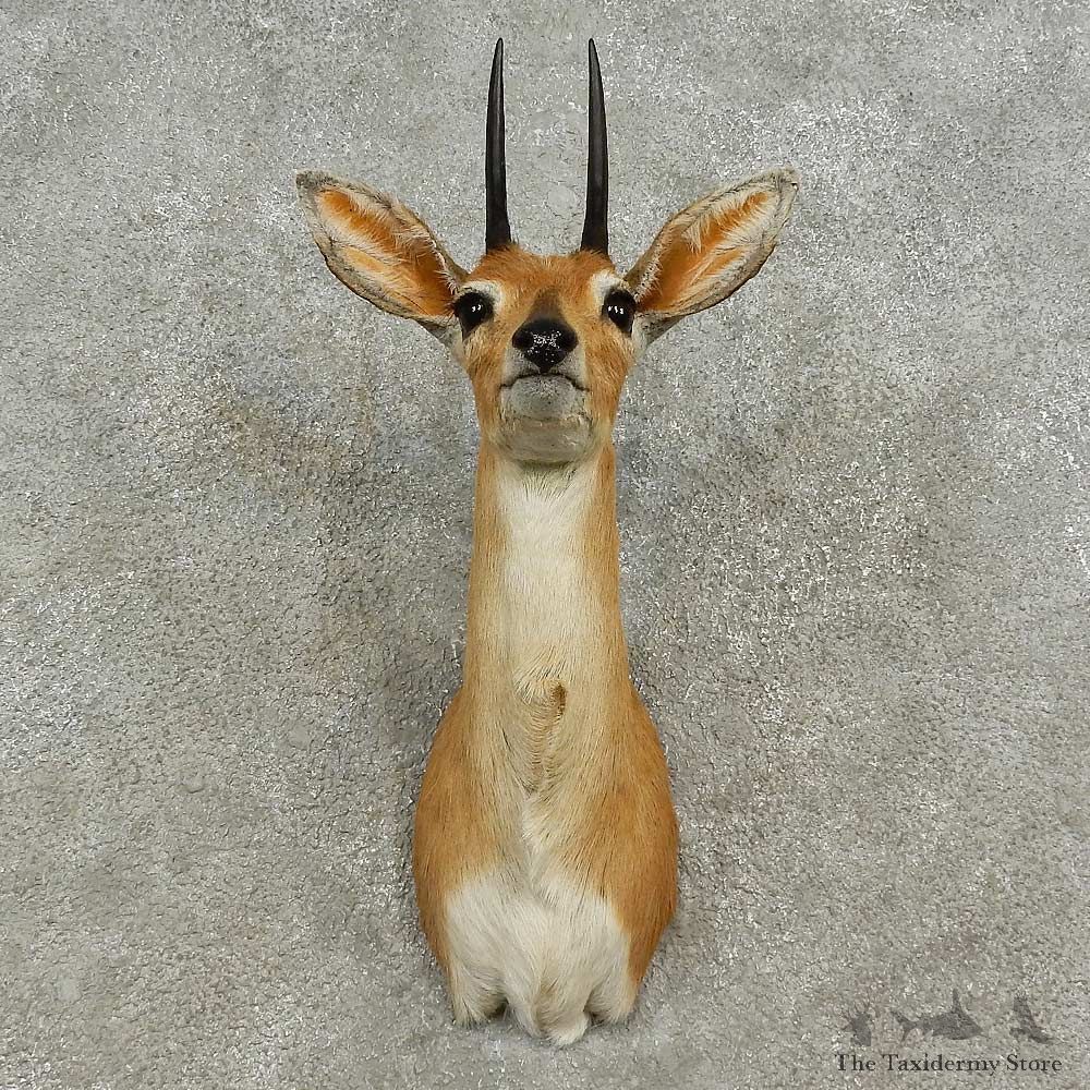 African Steinbok Shoulder Mount For Sale #16923 @ The Taxidermy Store