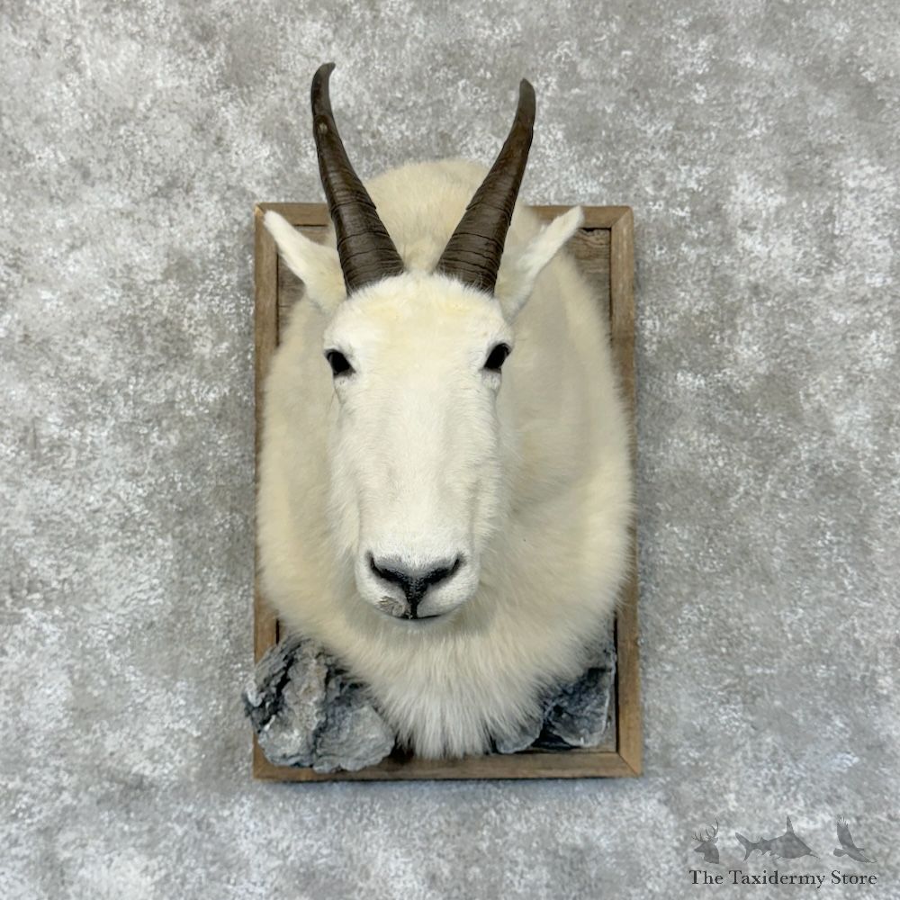 Mountain Goat Shoulder Mount For Sale #29575 @ The Taxidermy Store