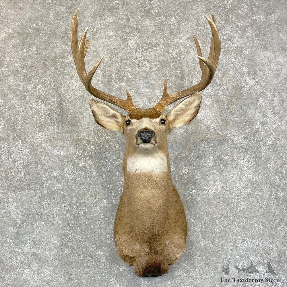 Mule Deer Shoulder Mount For Sale #24941 @ The Taxidermy Store