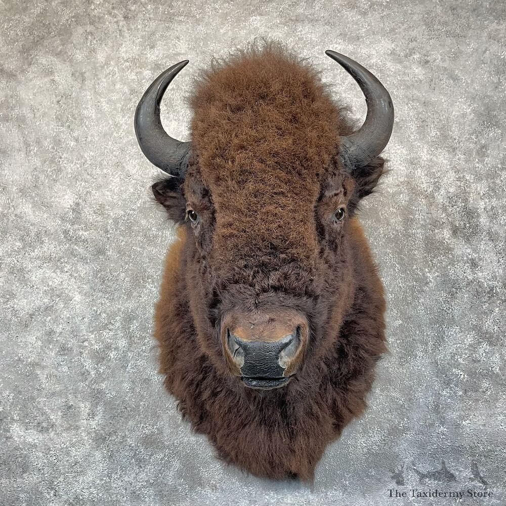 American Buffalo Shoulder Mount For Sale #28306 @ The Taxidermy Store