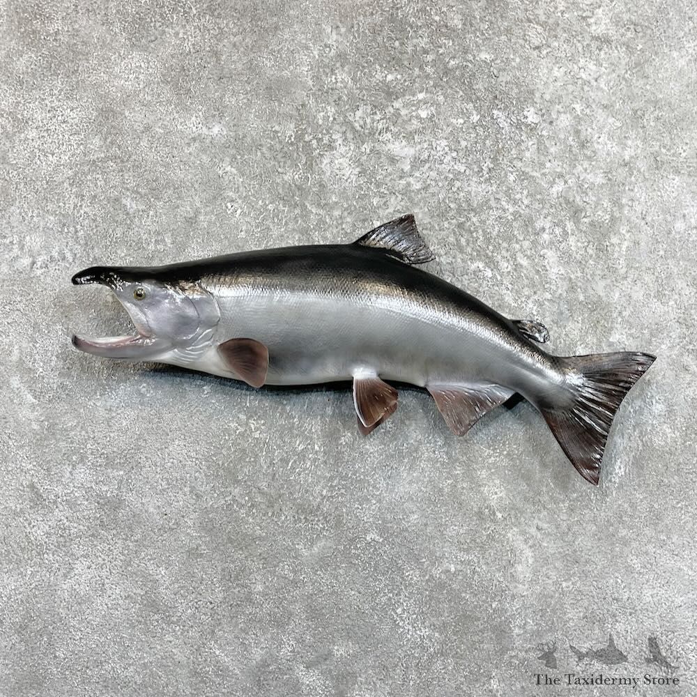 Coho Salmon Fish Mount For Sale #27522 @ The Taxidermy Store