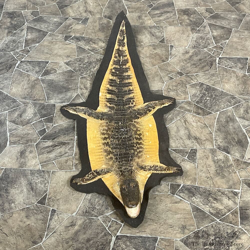 Alligator Rug Mount For Sale #27868 @ The Taxidermy Store
