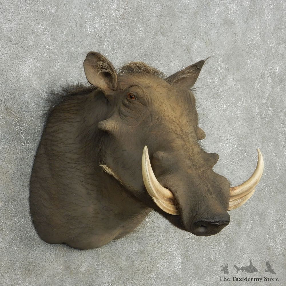 African Warthog Shoulder Mount For Sale #15128 @ The Taxidermy Store