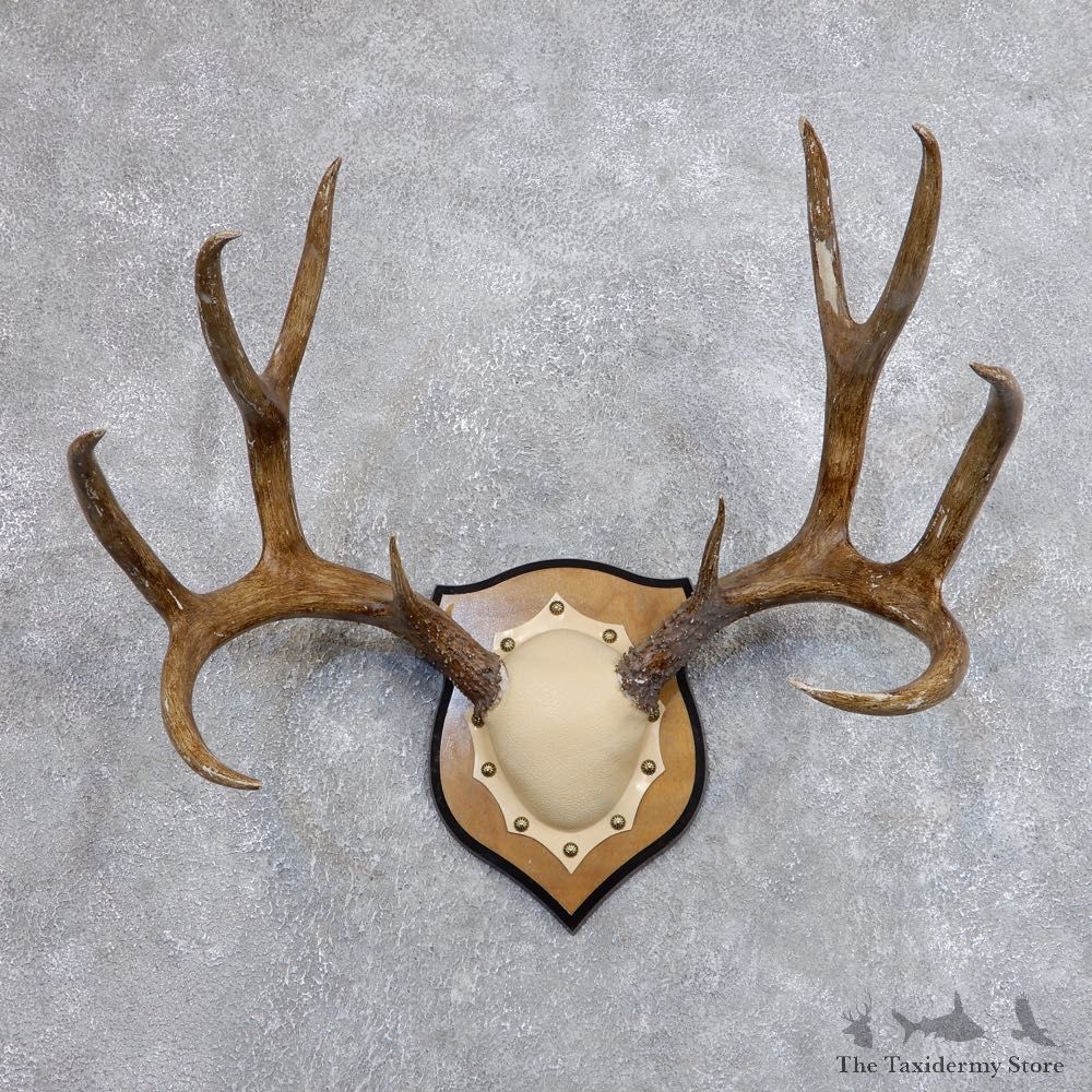 Mule Deer Taxidermy Antler Plaque #18705 For Sale @ The Taxidermy Store