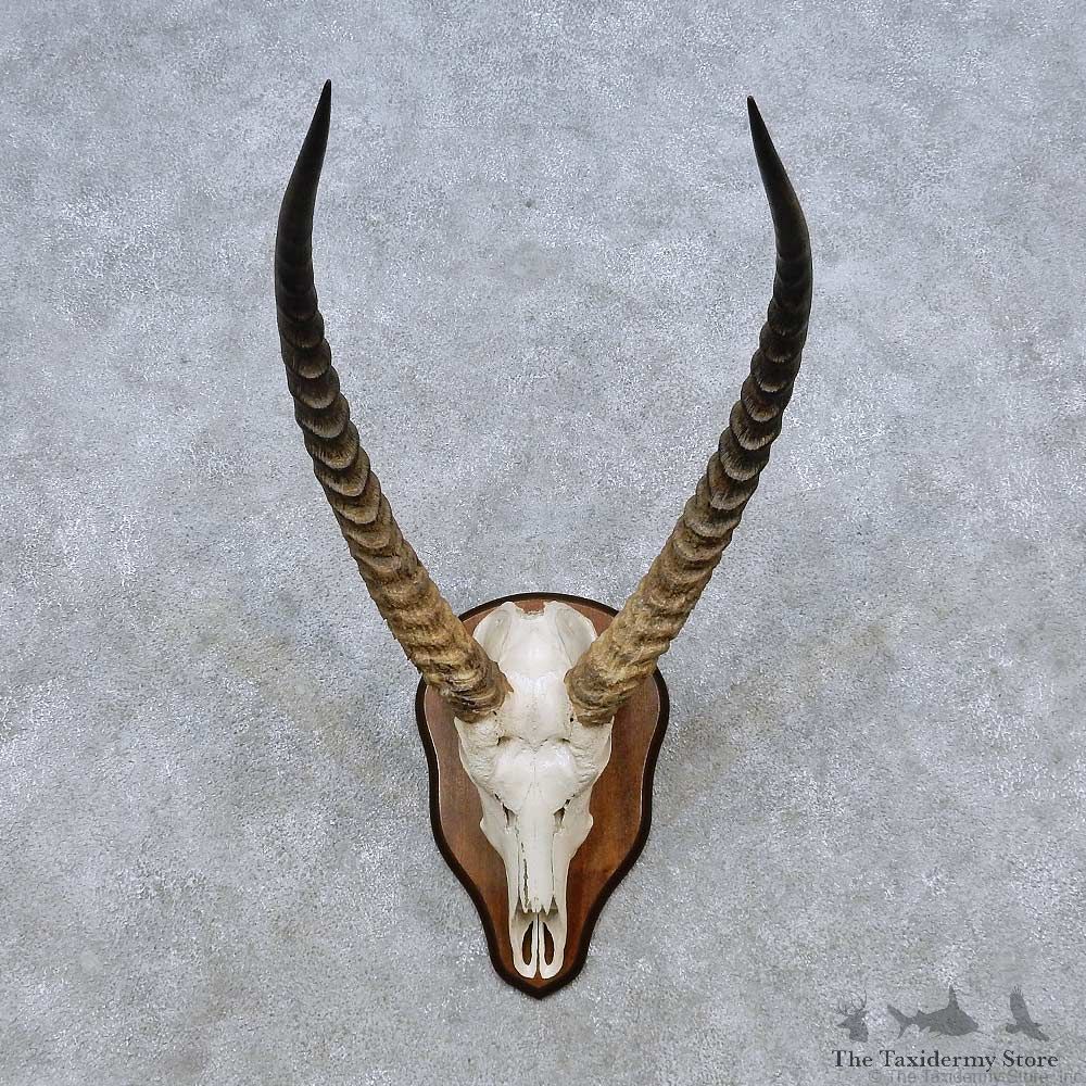 Waterbuck Skull Horn European Taxidermy Mount For Sale #14486 @ The Taxidermy Store