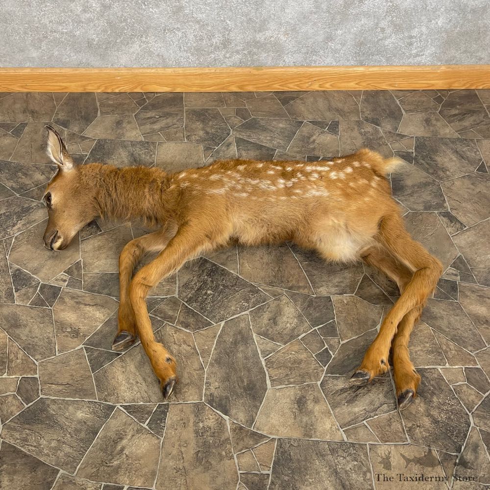 Rocky Mountain Elk Fawn Movie Prop For Sale #24846 @ The Taxidermy Store