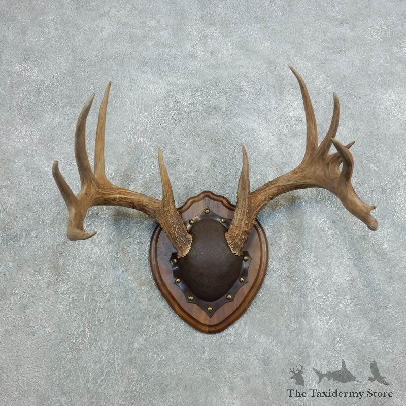 Whitetail Deer Antler Plaque Mount For Sale #18428 @ The Taxidermy Store