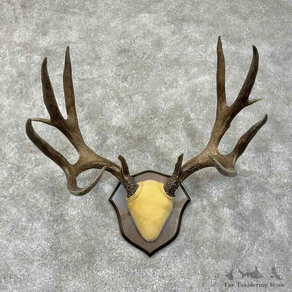Mule Deer Antler Plaque Mount For Sale #30478 @ The Taxidermy Store