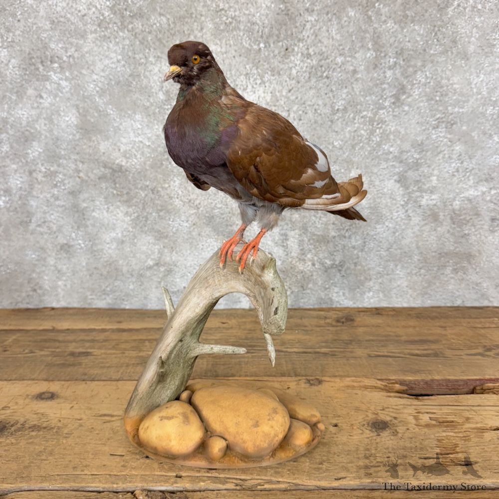 Common Pigeon Life Size Mount For Sale #30066 @ The Taxidermy Store