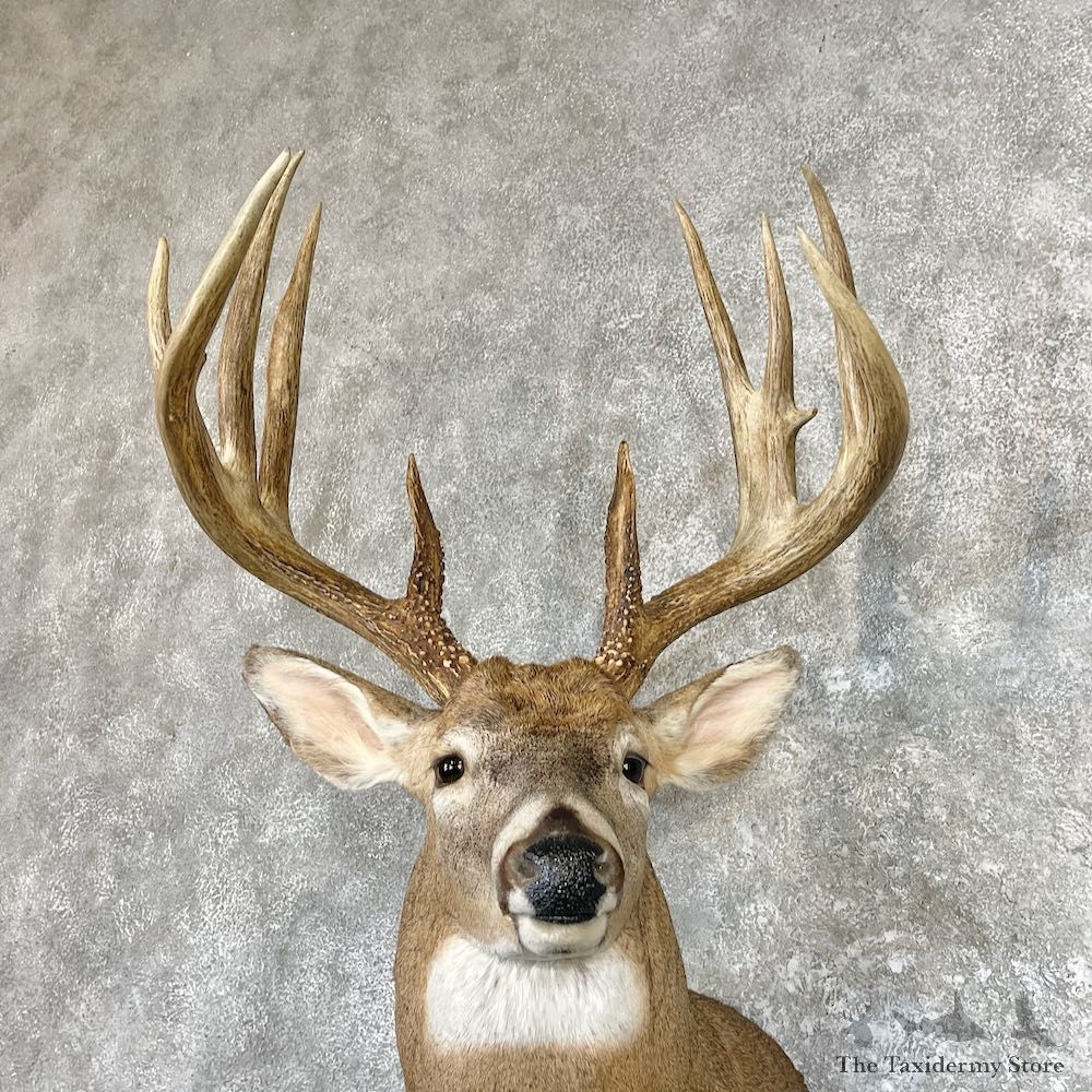 Whitetail Deer Shoulder Taxidermy Mount For Sale #26590 @ The Taxidermy Store