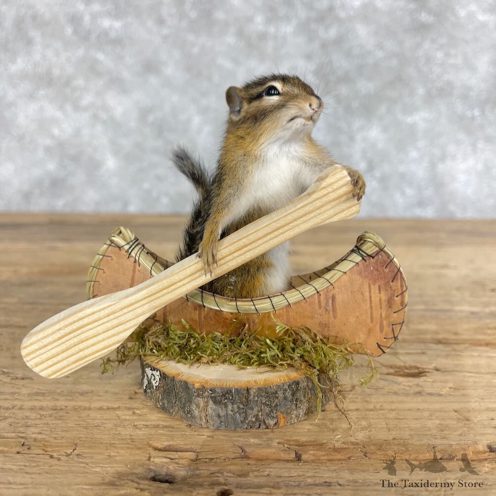 Novelty Chipmunk Mount For Sale #28640 - The Taxidermy Store