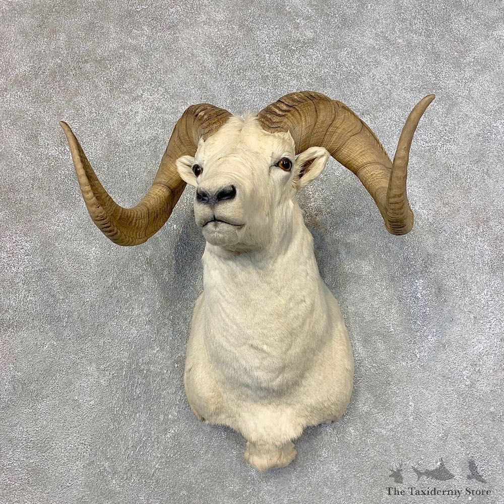 Dall Sheep Shoulder Mount For Sale #21528 @ The Taxidermy Store