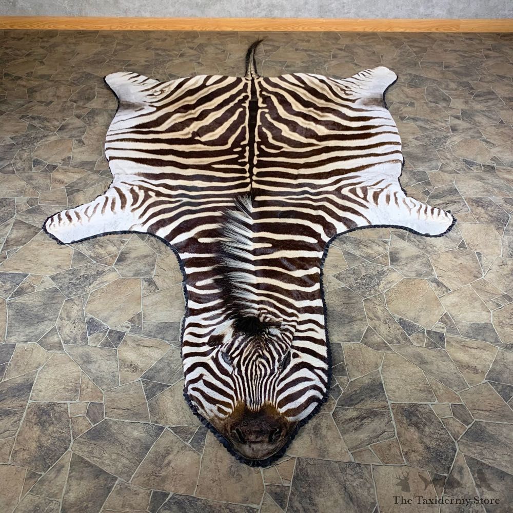 African Zebra Full-Size Taxidermy Rug For Sale #23997 @ The Taxidermy Store