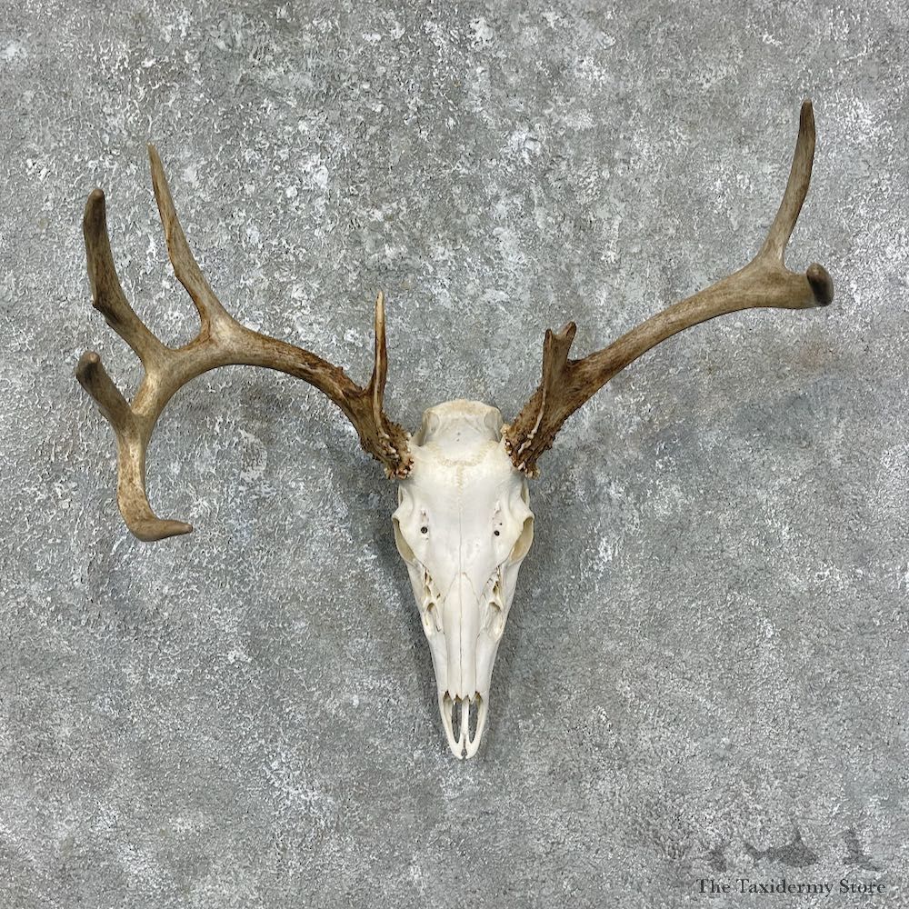 Whitetail Deer Skull European Mount For Sale #25609 @ The Taxidermy Store