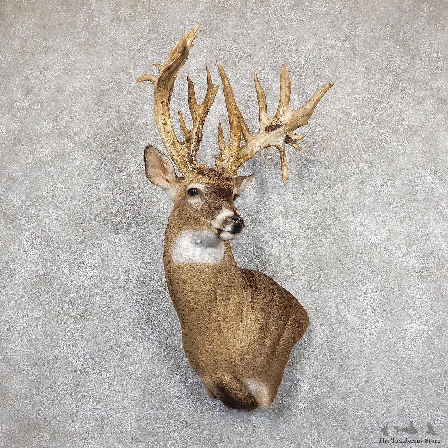 Whitetail Deer Shoulder Mount For Sale #19496 @ The Taxidermy Store