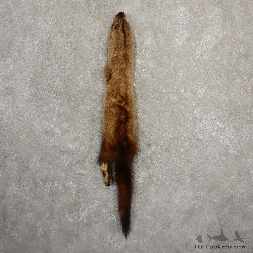 Fisher Tanned Hide For Sale #20682 @ The Taxidermy Store