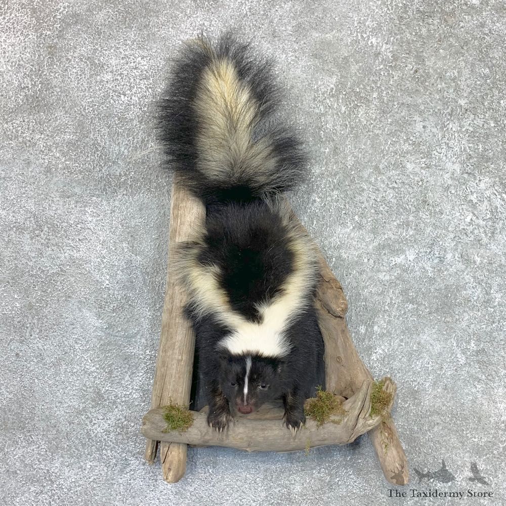 Skunk Half Life-Size Taxidermy Mount #22463 For Sale @ The Taxidermy Store