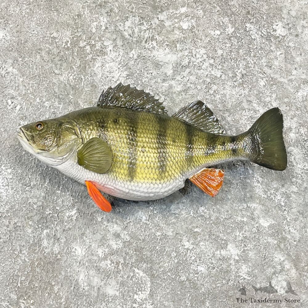 Yellow Perch Fish Mount For Sale #27724 @ The Taxidermy Store