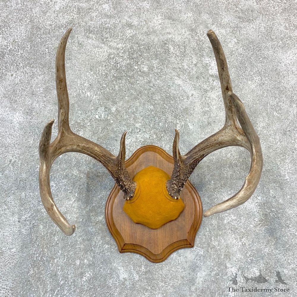 Whitetail Deer Antler Plaque Mount For Sale #23190 @ The Taxidermy Store