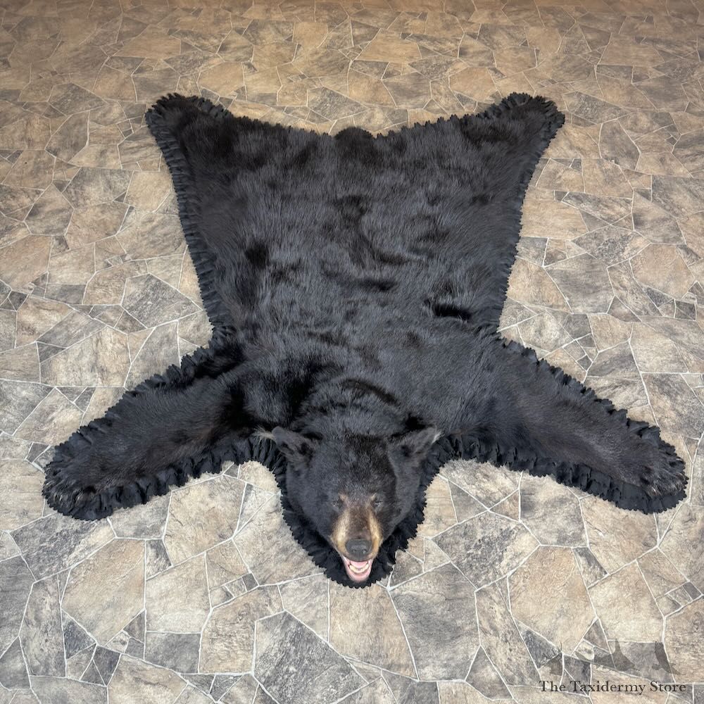 Black Bear Full-Size Rug For Sale #28824 @ The Taxidermy Store
