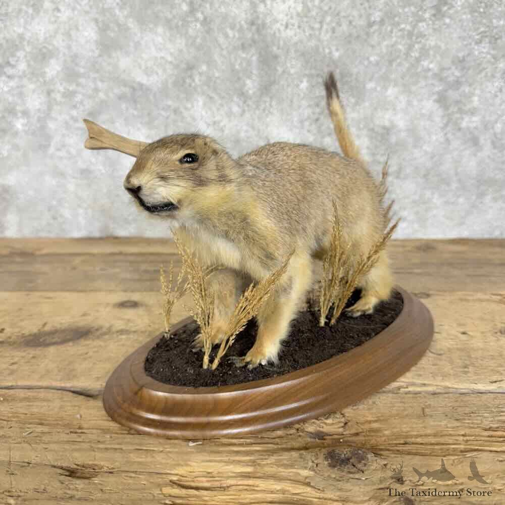 Prairie Dog Life-Size Mount For Sale #30716 @ The Taxidermy Store