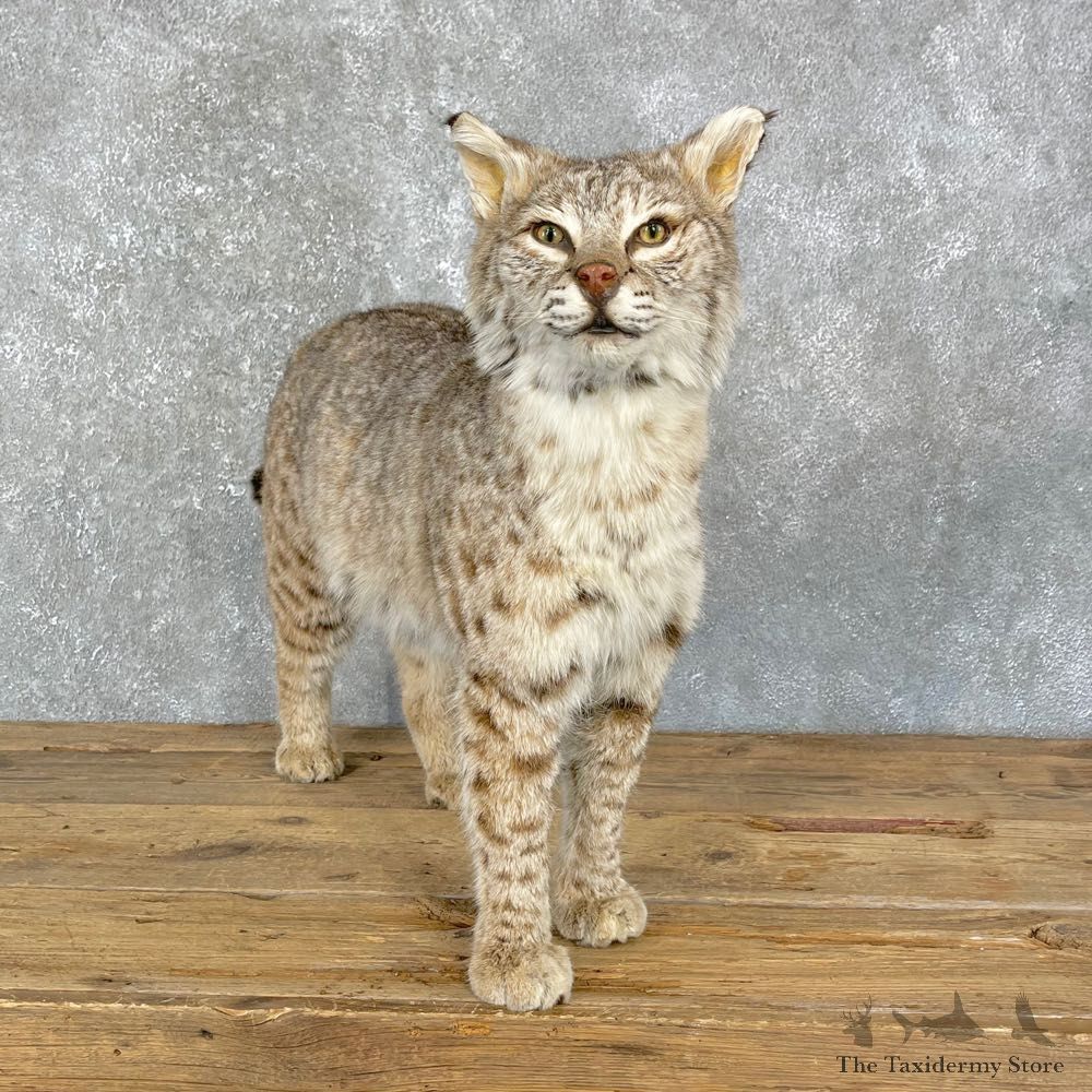 Bobcat Life-Size Mount For Sale #24093 @ The Taxidermy Store