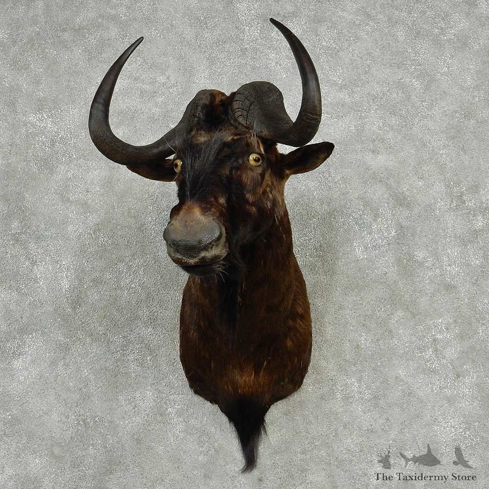 Black Wildebeest Shoulder Mount #13810 For Sale @ The Taxidermy Store