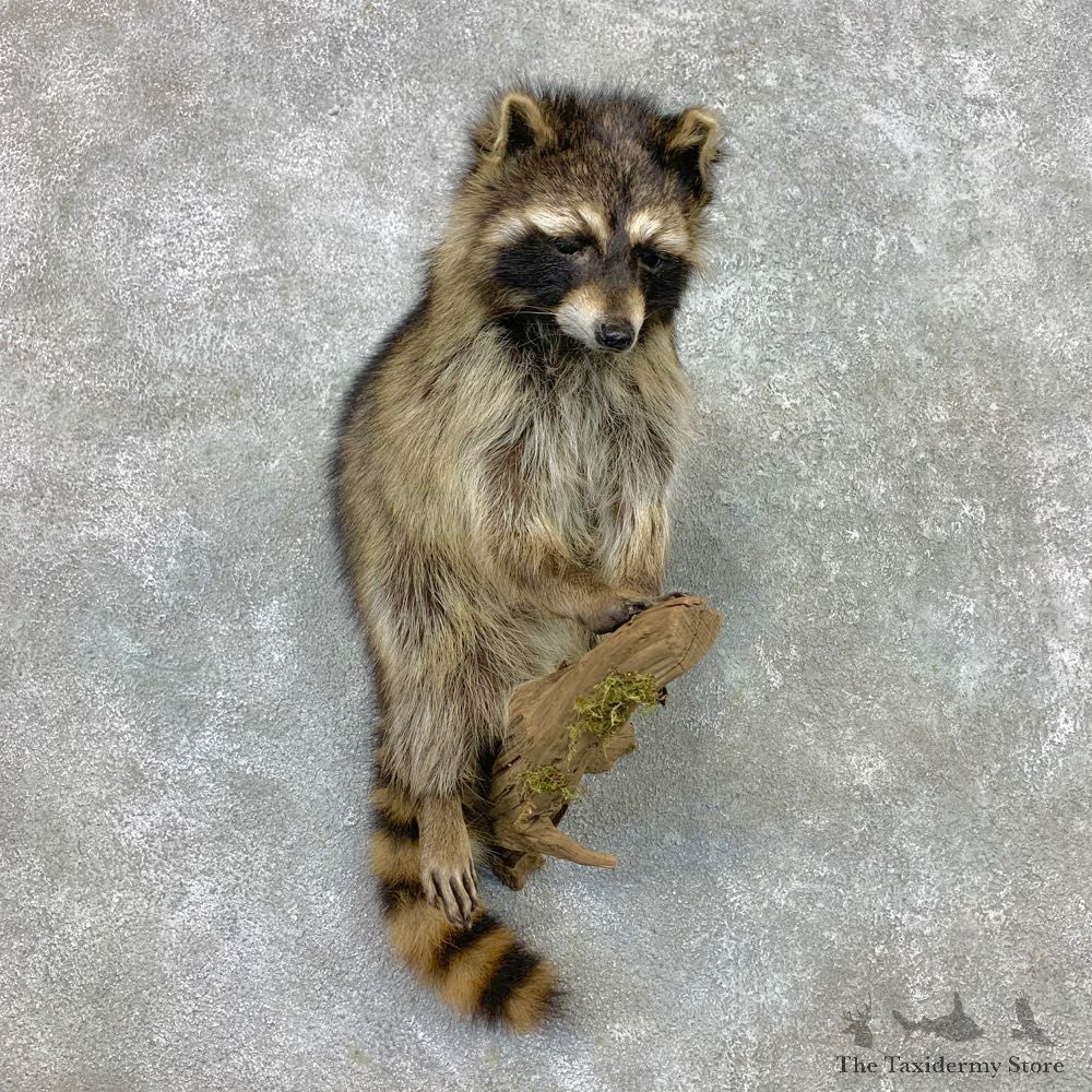 Raccoon Life-Size Mount For Sale #23406 @ The Taxidermy Store