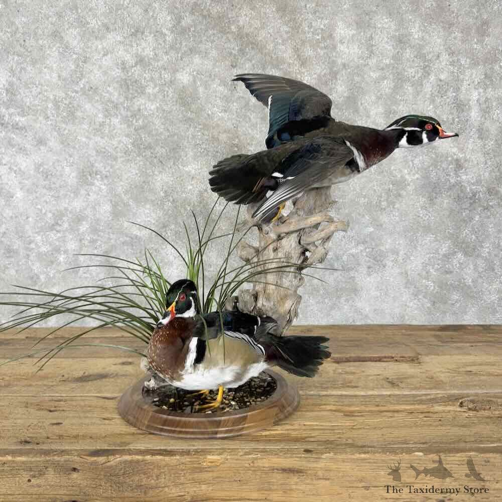 Wood Duck Pair Bird Mount For Sale #30817 @ The Taxidermy Store