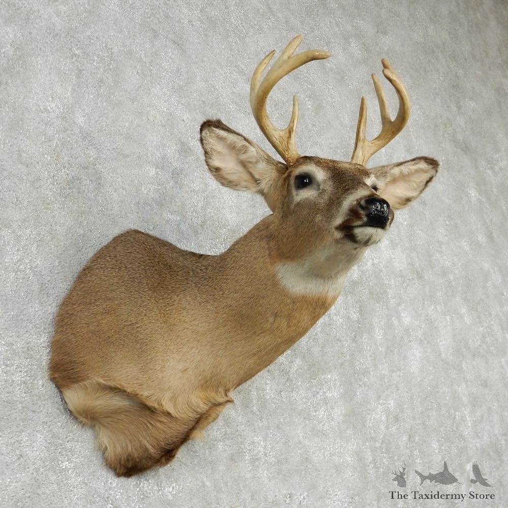 Whitetail Deer Taxidermy Shoulder Mount #13166 For Sale @ The Taxidermy Store