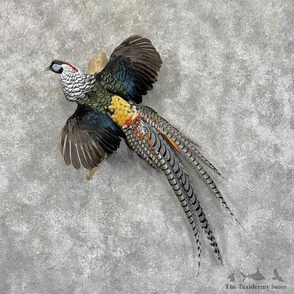 Lady Amherst Pheasant Bird Mount For Sale #32020 @ The Taxidermy Store