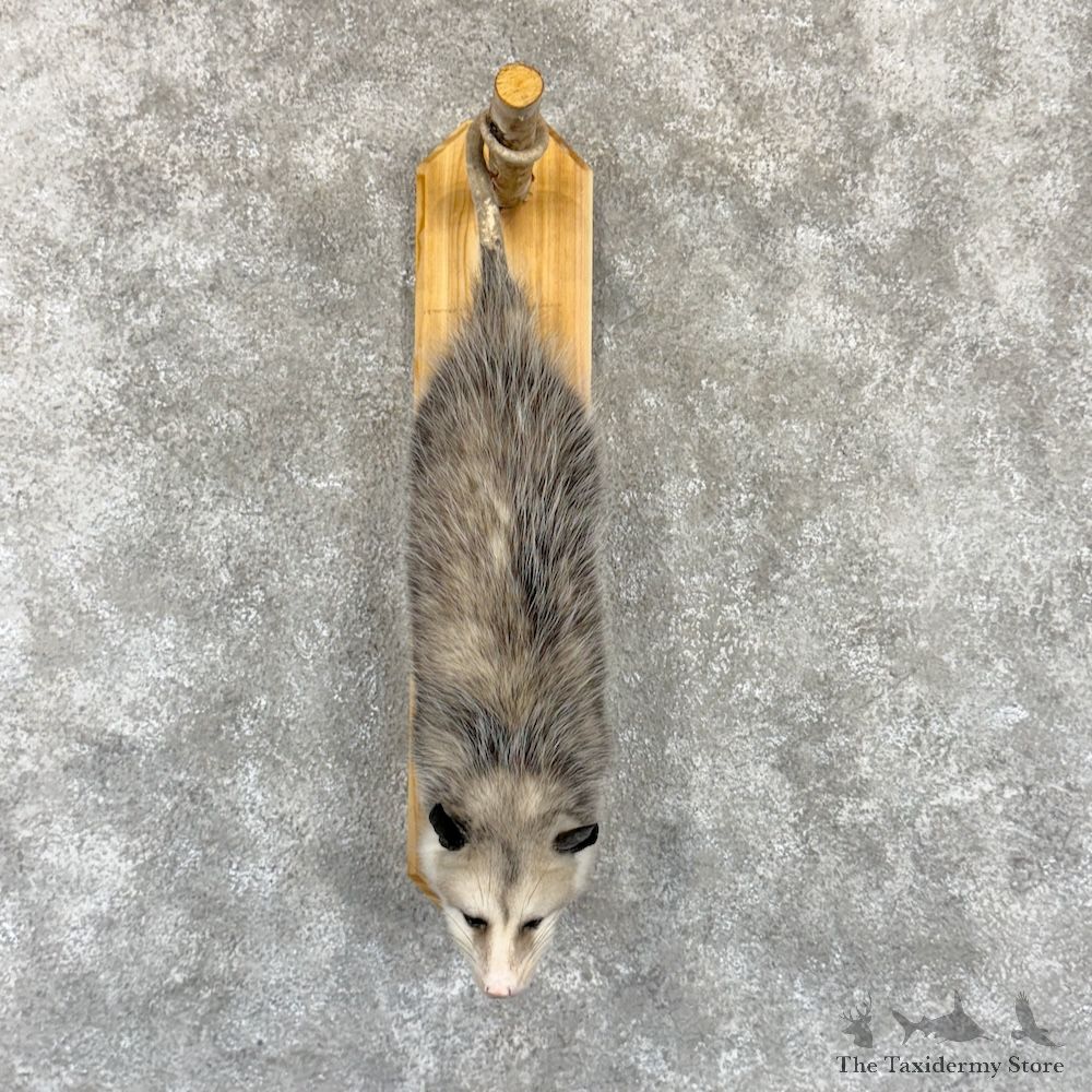 Wall Hanging Opossum Mount For Sale #29940 @ The Taxidermy Store