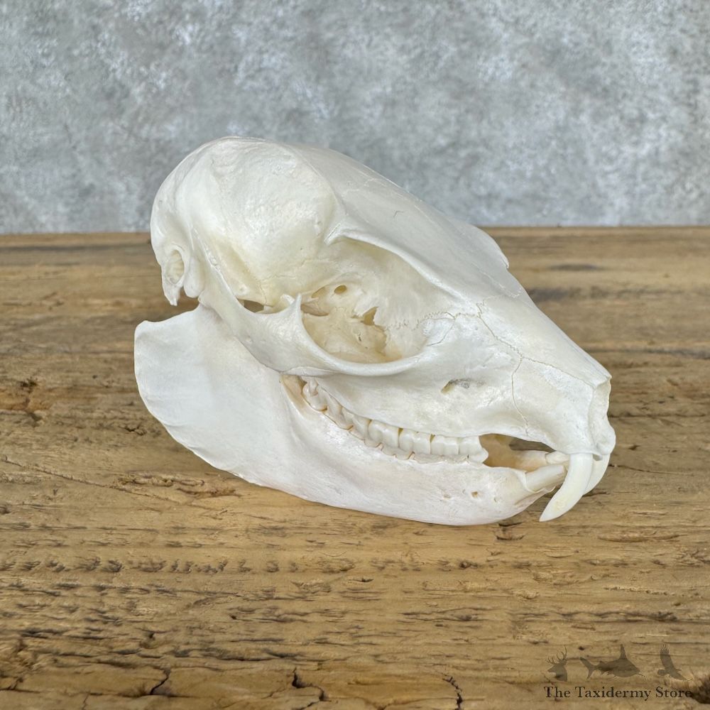 African Rock Hyrax Full Skull For Sale #29670 @ The Taxidermy Store